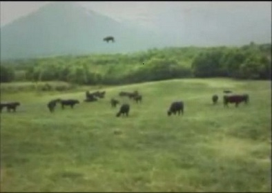 Snimak otmice krave iz 1983